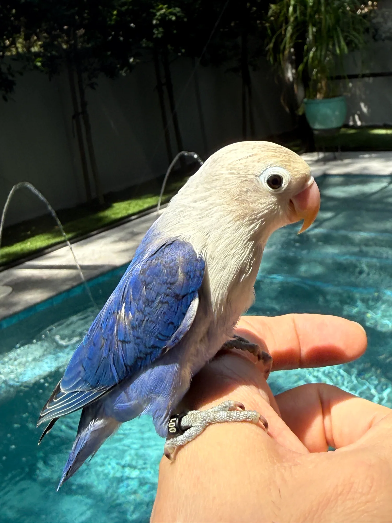 Huey, a (blk 001)- Cobalt Violet Opaline, poss split for recessive pied