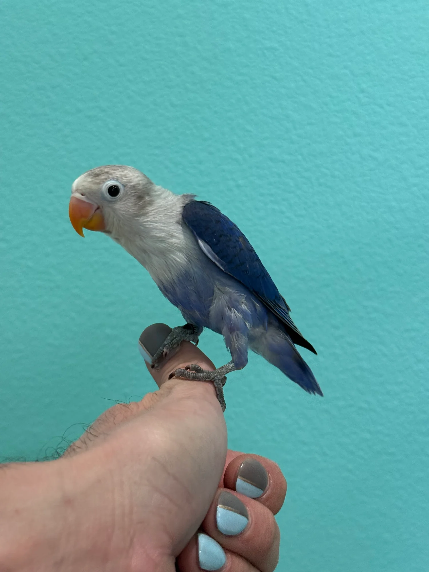 Huey, a poss split for recessive pied