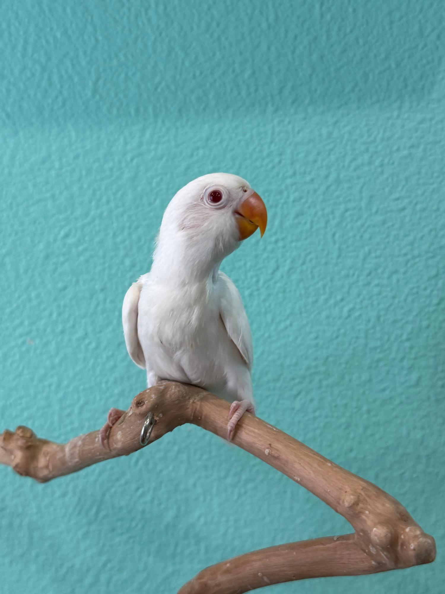 Tsuki, photo 1 of 6
