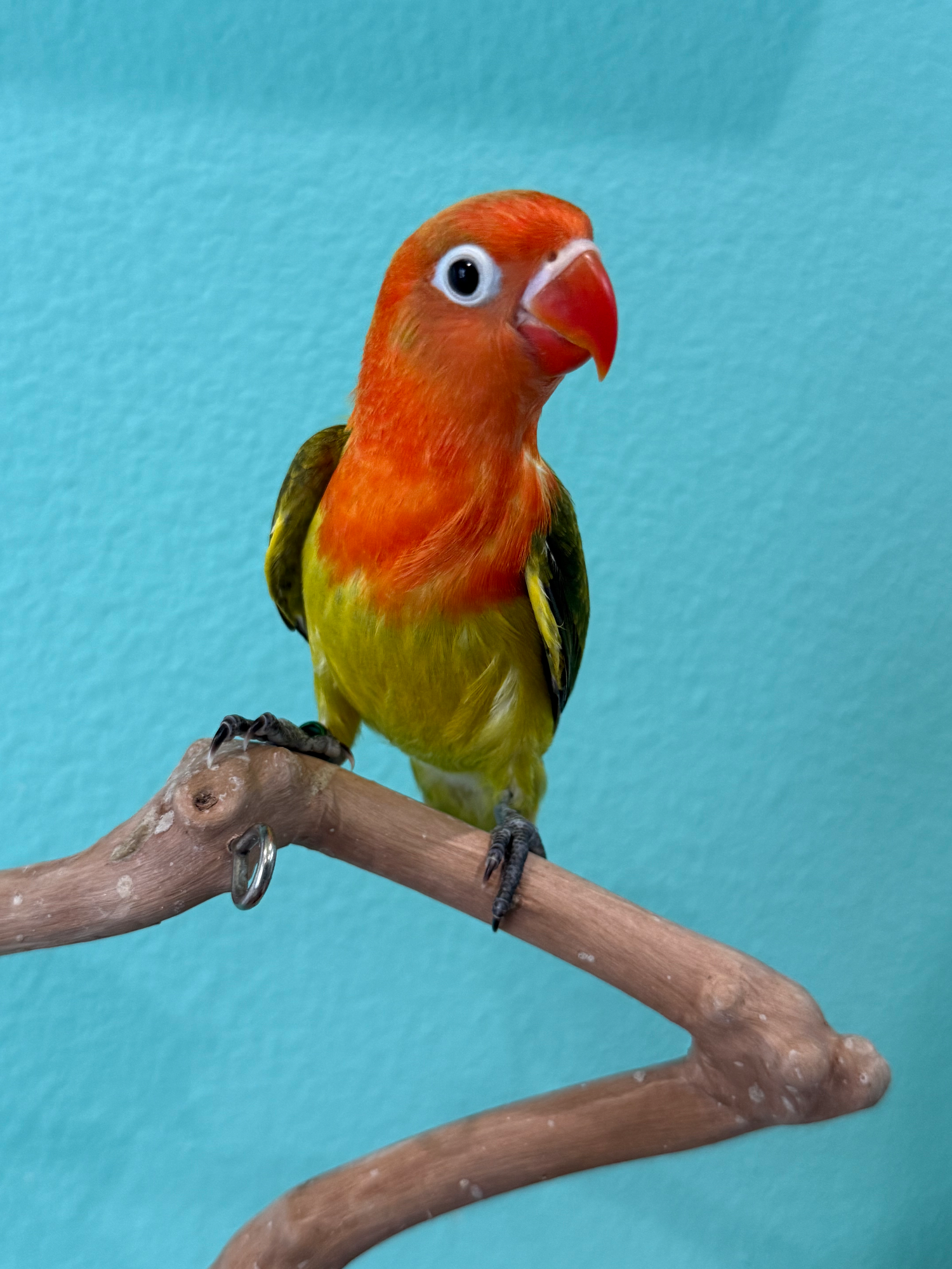 Suisei, a (green001)- Pied Opaline, poss /ino/blue