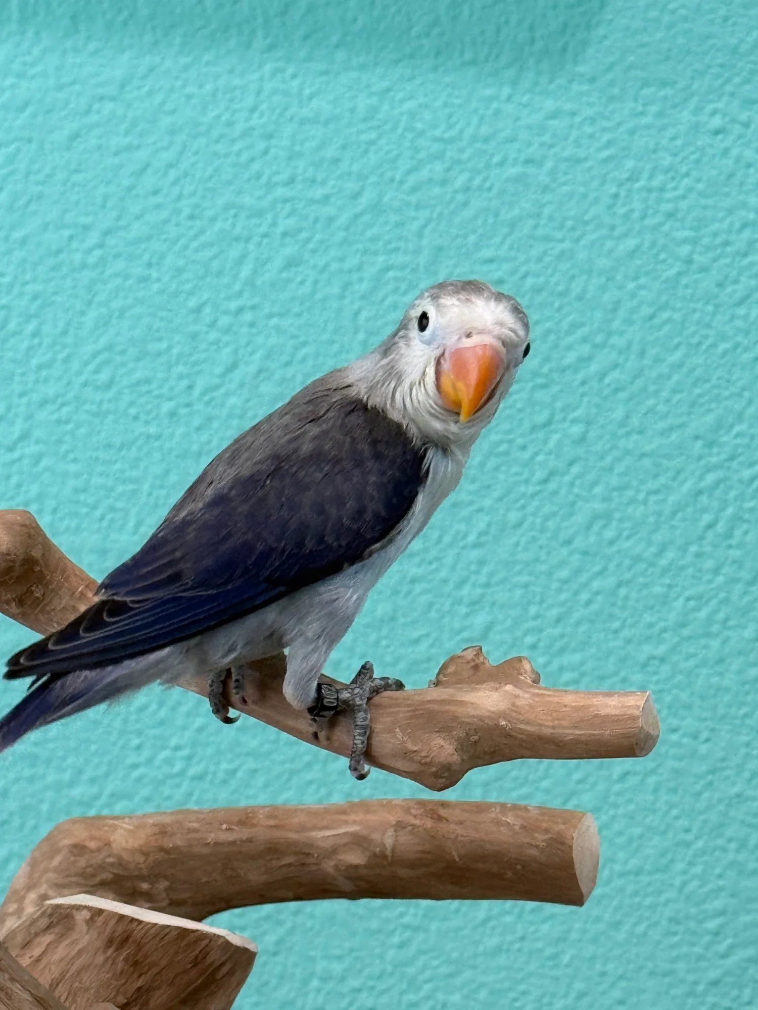 Dewey, a poss split for recessive pied